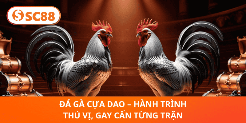 Đá Gà Cựa Dao – Hành Trình Thú Vị, Gay Cấn Từng Trận