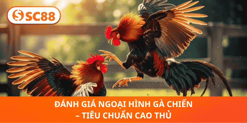 Đánh Giá Ngoại Hình Gà Chiến – Tiêu Chuẩn Cao Thủ